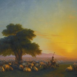 Sheeps in the sun